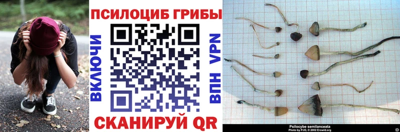Псилоцибиновые грибы мухоморы  купить   omg вход  Майкоп 
